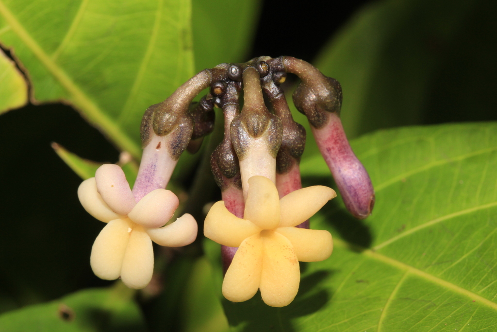 Amphirrhox longifolia