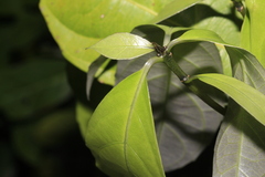 Amphirrhox longifolia