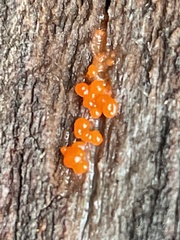 Dacrymyces