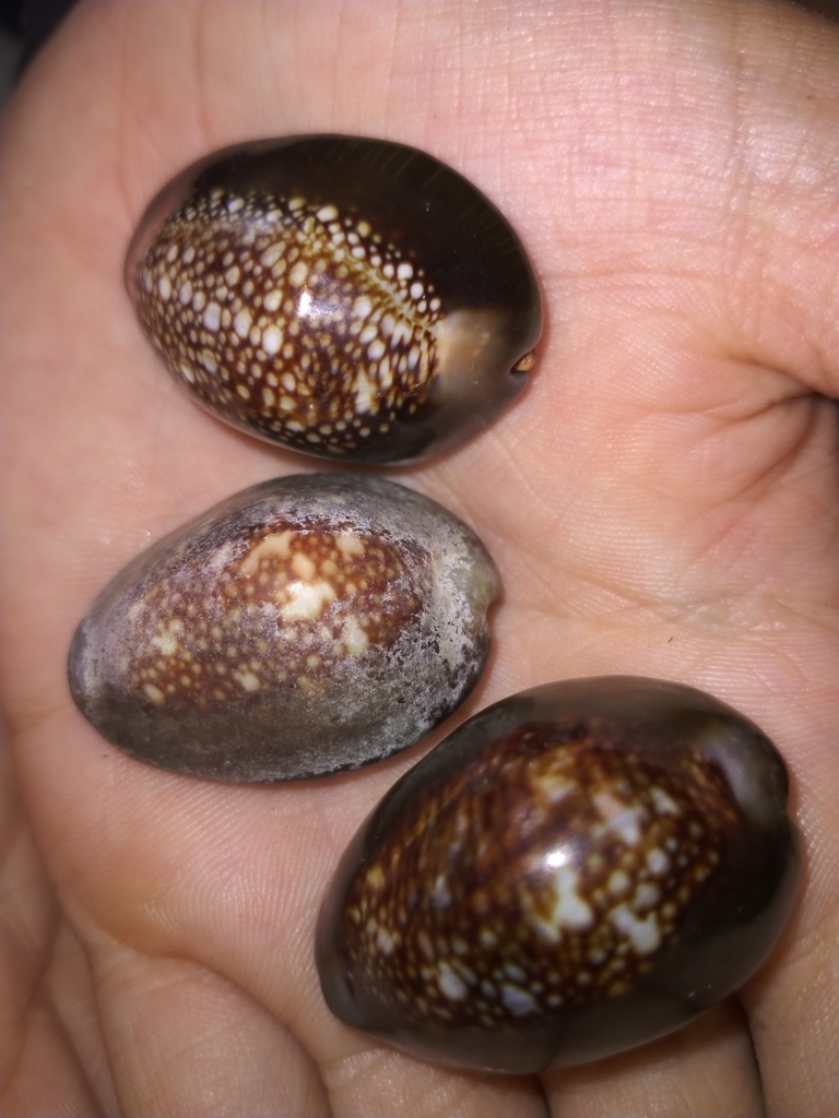 Snakehead Cowrie From Barcoongere NSW 2460 Australia On January 11 2023 By Emily S INaturalist