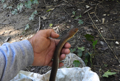 Masticophis mentovarius