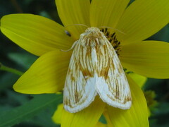 Cirrhophanus triangulifer