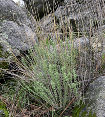 Eriophyllum confertiflorum