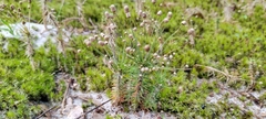 Eriocaulaceae