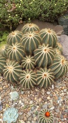 Parodia magnifica
