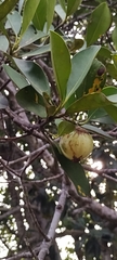 Clusiaceae