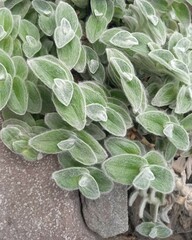 Tradescantia sillamontana