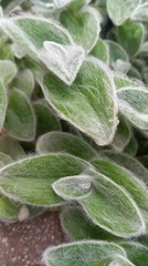 Tradescantia sillamontana