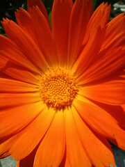 Calendula officinalis
