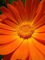Calendula officinalis