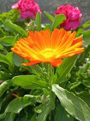 Calendula officinalis