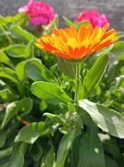 Calendula officinalis