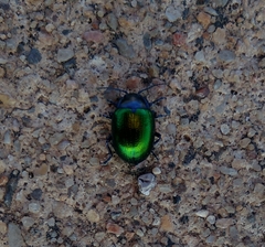 Chrysolina auripennis