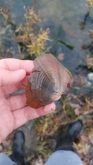 Lasmigona complanata