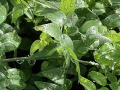 Asparagus asparagoides
