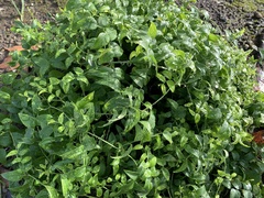 Asparagus asparagoides