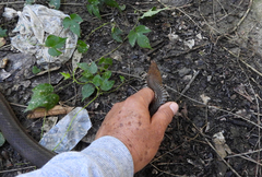 Masticophis mentovarius