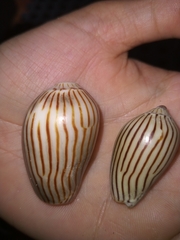 Amoria zebra