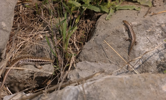 Heremites auratus