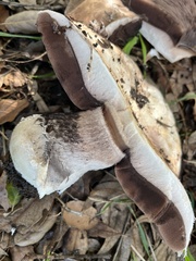 Agaricus