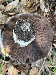 Agaricus