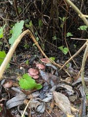Laccaria amethysteo-occidentalis