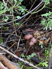 Laccaria amethysteo-occidentalis