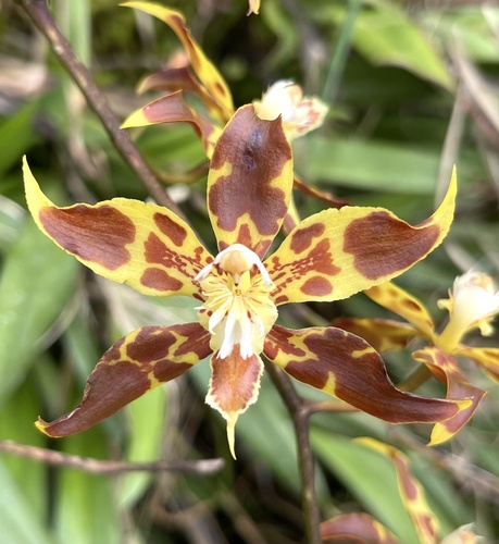 Lehmannii Orchid