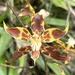 Oncidium lehmannii - Photo (c) Jolie Harrison, some rights reserved (CC BY-NC), uploaded by Jolie Harrison