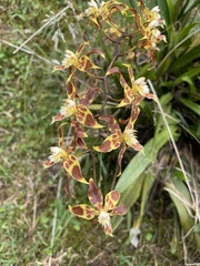 Oncidium lehmannii