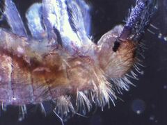 Entomobrya griseoolivata