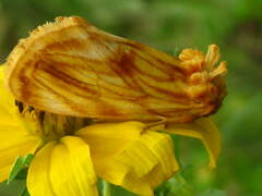 Cirrhophanus triangulifer