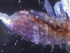 Entomobrya griseoolivata