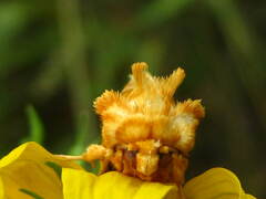 Cirrhophanus triangulifer