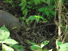 Dasypus novemcinctus