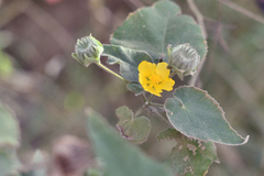 Abutilon hypoleucum