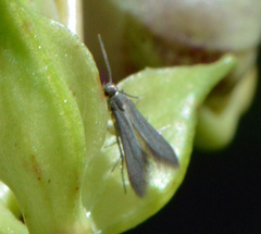 Schreckensteinia erythriella