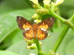 Parvospila cilissa
