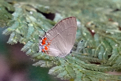 Calycopis cerata