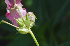 Schreckensteinia erythriella