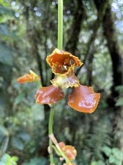 Cyrtochilum annulare