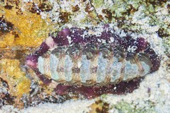 Onithochiton quercinus