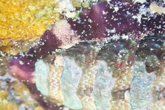 Onithochiton quercinus