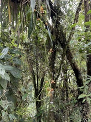 Cyrtochilum annulare