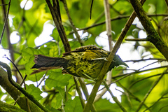 Anthornis melanura