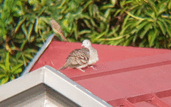 Geopelia striata
