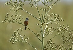 Sporophila palustris