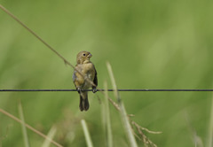 Sporophila palustris