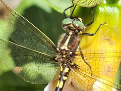 Synthemis eustalacta