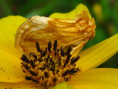 Cirrhophanus triangulifer